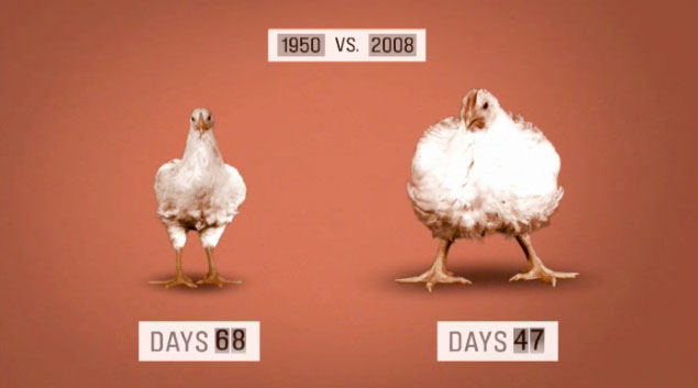 The truth about Chicken.